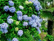 yu‐cyanさんの下仁田あじさい園の投稿写真1