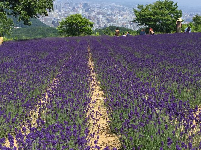 札幌市内一望ラベンダー畑_幌見峠展望駐車場