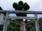 愛のすね毛さんのホルトノキの投稿写真1