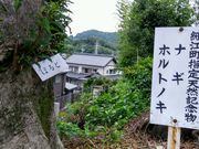 愛のすね毛さんのナギの投稿写真1