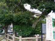 愛のすね毛さんの江戸椎の投稿写真1