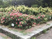 鶴亀松竹梅扇さんの庄内緑地の投稿写真4