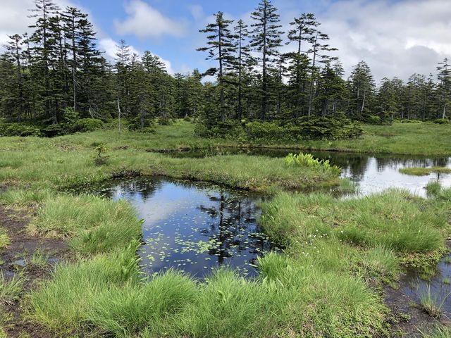 うーん、妖精が居ても良さそうな雰囲気がある湿原です。_浮島湿原