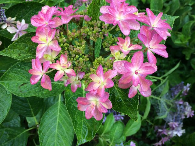 沢山のあじさい、母と楽しみました。_権現堂堤のあじさい