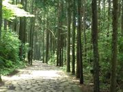 ぼりさんの箱根旧街道の投稿写真1