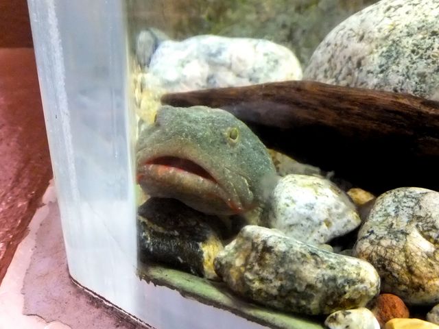 魚津水族館