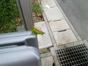 もりくまさんのレストラン オリゼの投稿写真3