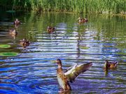 Hiroさんの泉の沼公園の投稿写真1