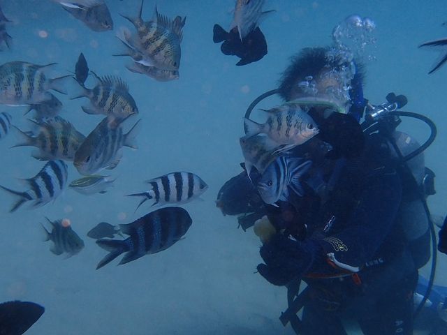おじさんも海底で満足
(^ω^)_美ら海ダイビングセンター