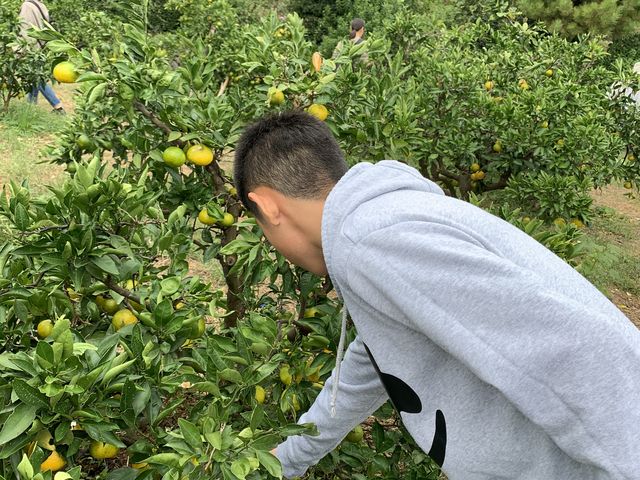 息子も宝探しのように美味しいみかんを探していました。_やぶ果樹園