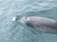 南島原イルカウォッチングの写真1