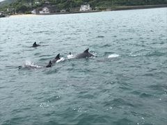 かおるさんの南島原イルカウォッチングへの投稿写真2