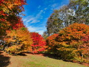 目白の閑人さんの大峰高原七色大カエデの投稿写真1