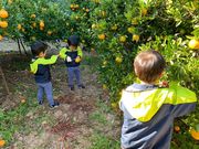 はたやまさんのフクチャンFARMの投稿写真1