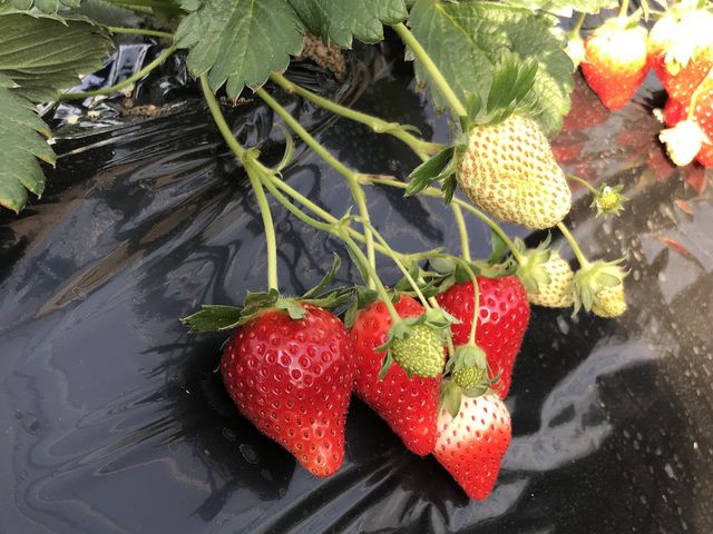 真っ赤で甘みも強いイチゴでした。とちおとめ美味しかった!_MASHIKO STRAWBERRY FARM