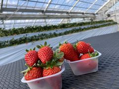 しおんさんの陽だまり農園への投稿写真1