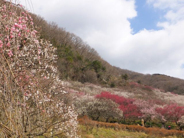 幕山公園