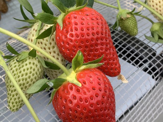 もっと大きい苺もたくさんありました。_アキヒロイチゴ園