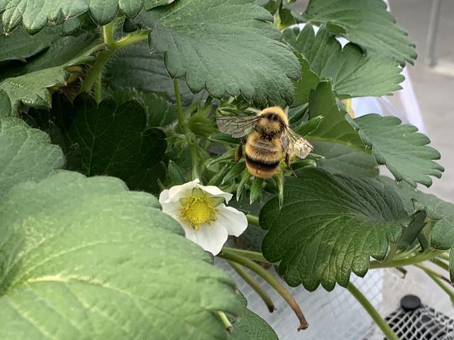 この蜂無くしてこの美味しい苺は出来ないのですから怖がらないで_アキヒロイチゴ園