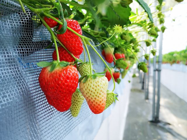 大きないちごがたくさんありました_strawberry farm ふじもと