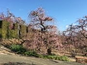 マーチさんの昇竜しだれ梅園の投稿写真1