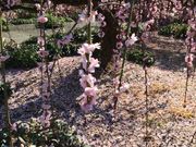 マーチさんの昇竜しだれ梅園の投稿写真2