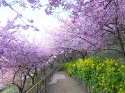 ニコちゃんさんの西平畑公園の投稿写真1