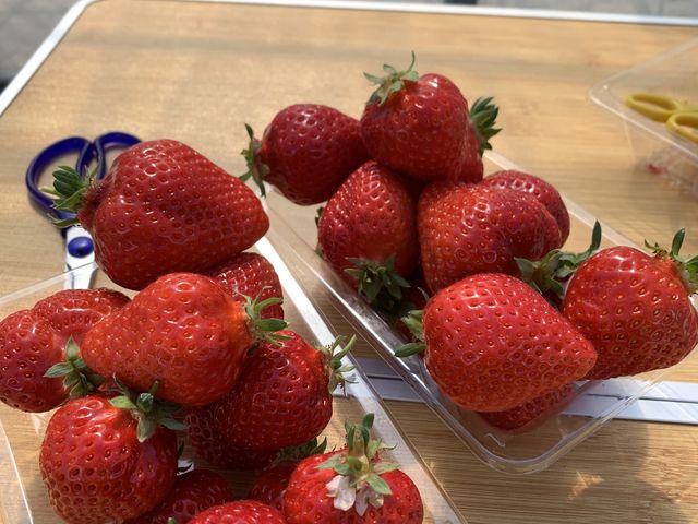大きなイチゴがたくさん♪_ホワイトベリー