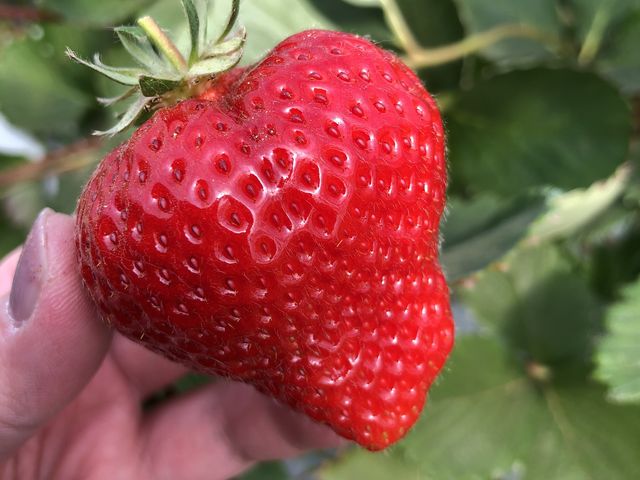 イチゴ_くわの農園