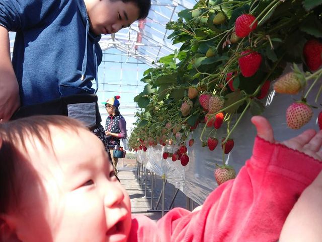 初の苺摘み取り_なるベリーファーム