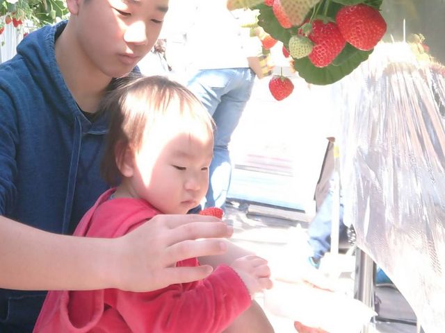お兄ちゃんといちご狩り楽しみました_なるベリーファーム