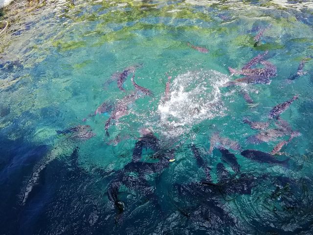 旺盛な食欲_九十九湾遊覧船上野