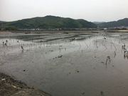 かなめさんの西幡豆・鳥羽海岸の潮干狩りの投稿写真2