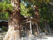 メタボ大王さんの仁科神明宮の社叢の投稿写真1