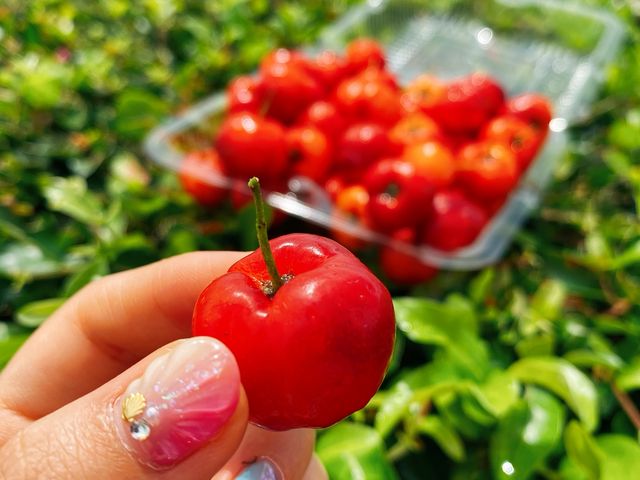 時間たっぷりなので真っ赤なものをゆっくり探せます!_アセローラ大田園
