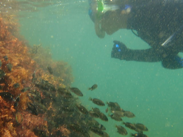 シュノーケル中の写真_DiveToday