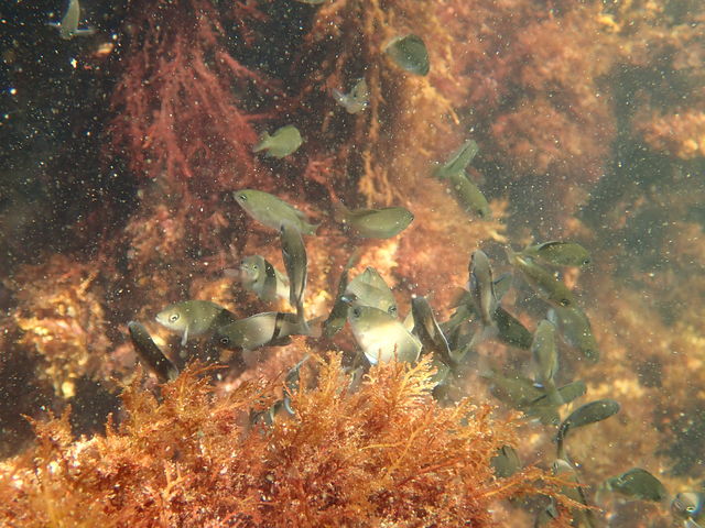 ガイドさんがお魚を教えてくれる_DiveToday