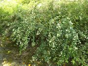 たっちゃんさんの蓮華寺のはぎの投稿写真1