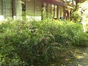 たっちゃんさんの蓮華寺のはぎの投稿写真2