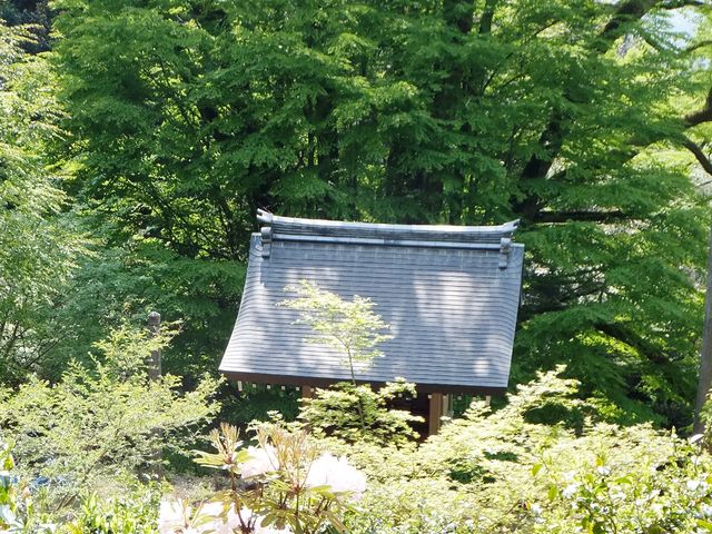 岩間山正法寺(岩間寺) 桂の木