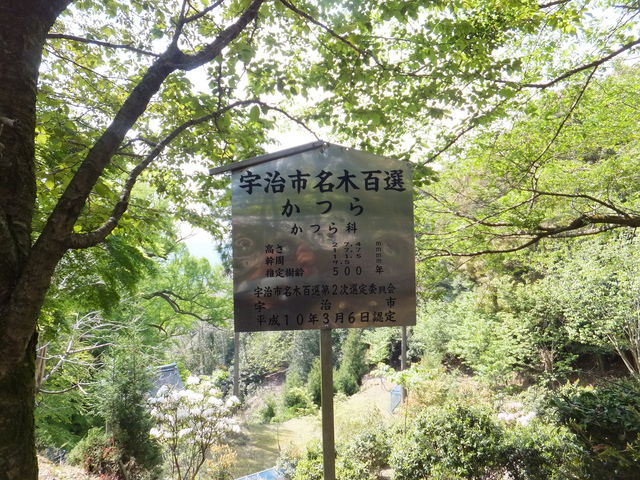 岩間山正法寺(岩間寺) 桂の木