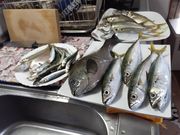 イーチャンさんのオリジナルメーカー海づり公園の投稿写真2