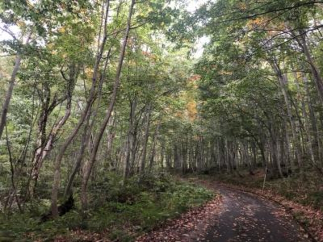 なべきちさんの岳岱自然観察教育林の投稿写真5