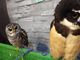 ゆさこさんのふくろうカフェ Ricky仙台店への投稿写真2