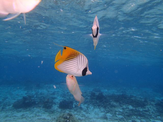 シュノーケリング中の海の中の魚_コーラルトリップ イエスタ