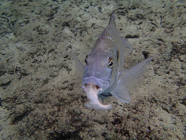 餌を食べている魚_コーラルトリップ イエスタ