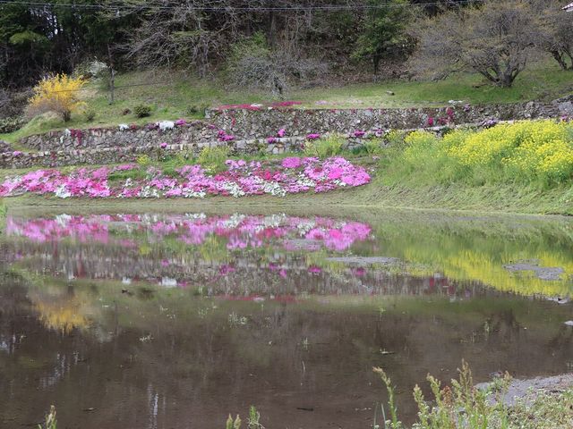 芝桜と池_与一野のしだれ桜