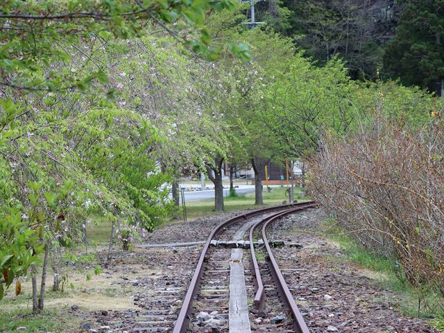 線路と花木
春の訪問がお勧め_安野花の駅公園