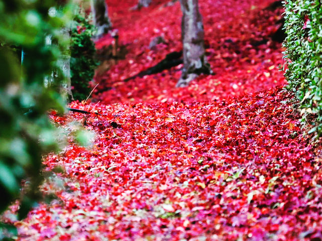 紅葉の絨毯(足延池北側)_東公園の紅葉