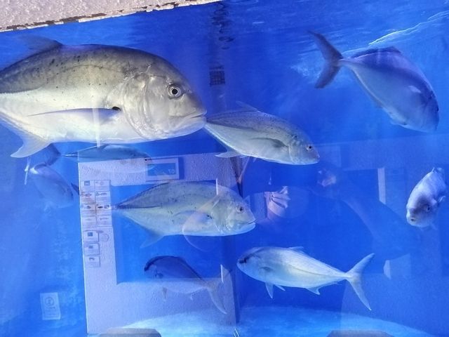 教授さんの小笠原水産センターの投稿写真1